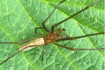 <i>Tetragnatha</i>