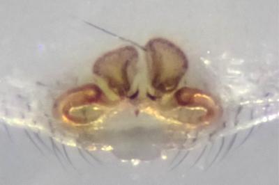 <i>Phylloneta impressa</i>