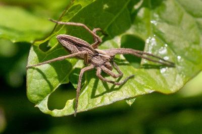 <i>Pisaura mirabilis</i>