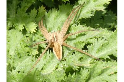 <i>Pisaura mirabilis</i>