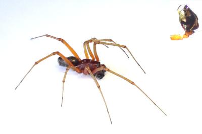 <i>Frontinellina frutetorum</i>