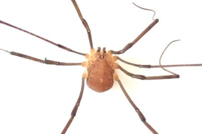 <i>Nelima doriae</i>