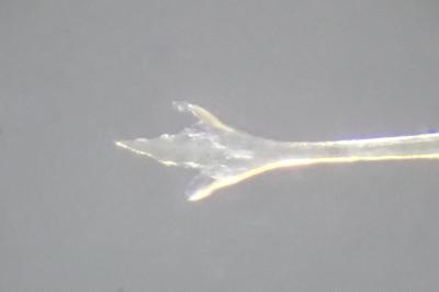 <i>Nelima doriae</i>