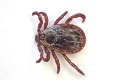 <i>Dermacentor reticulatus</i>
