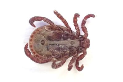 <i>Dermacentor reticulatus</i>