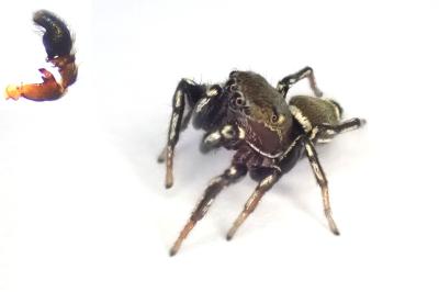 <i>Heliophanus tribulosus</i>