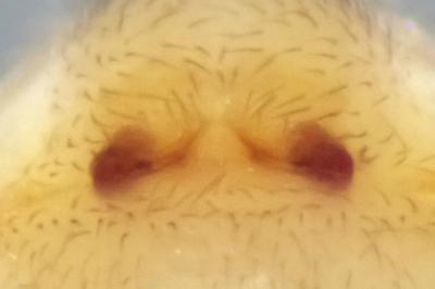 <i>Zodarion italicum</i>