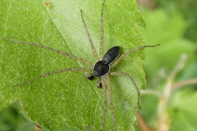 <i>Philodromus dispar</i>