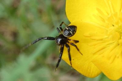 <i>Synema globosum</i>