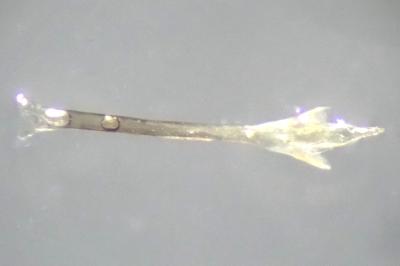 <i>Nelima doriae</i>