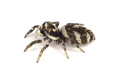 <i>Salticus scenicus</i>