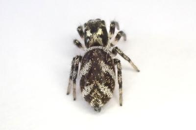 <i>Salticus scenicus</i>