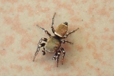 <i>Heliophanus tribulosus</i>