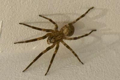 <i>Zoropsis spinimana</i>