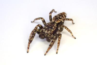 <i>Marpissa muscosa</i>