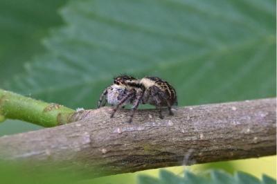 <i>Carrhotus xanthogramma</i>