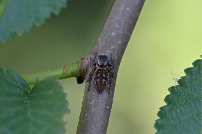 <i>Carrhotus xanthogramma</i>