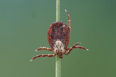 <i>Dermacentor reticulatus</i>