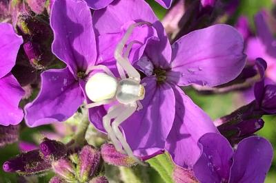 <i>Misumena vatia</i>
