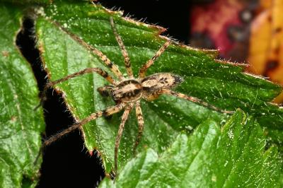 <i>Anyphaena accentuata</i>