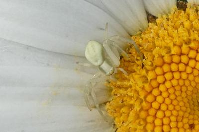 <i>Misumena vatia</i>
