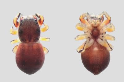 <i>Ballus rufipes</i>