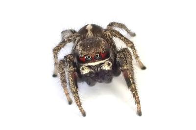 <i>Pellenes tripunctatus</i>