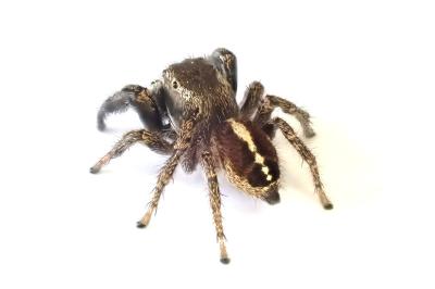 <i>Pellenes tripunctatus</i>