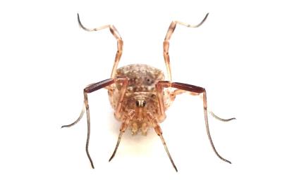 <i>Odiellus spinosus</i>