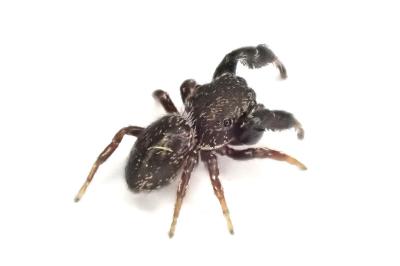 <i>Sibianor aurocinctus</i>