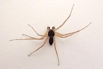 <i>Philodromus dispar</i>