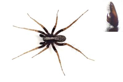 <i>Pardosa saltans</i>