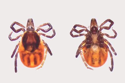 <i>Ixodes ricinus</i>