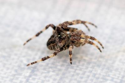 <i>Gibbaranea bituberculata</i>