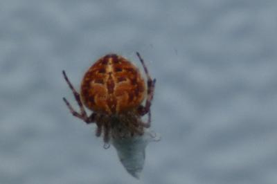 <i>Agalenatea redii</i>