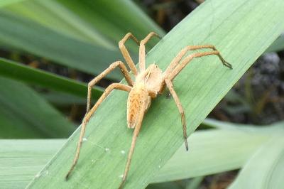 <i>Pisaura mirabilis</i>