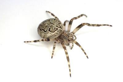 <i>Larinioides sclopetarius</i>