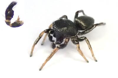 <i>Heliophanus flavipes</i>