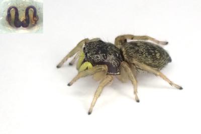 <i>Heliophanus flavipes</i>