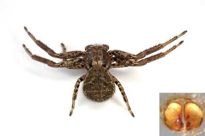 <i>Xysticus acerbus</i>