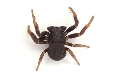 <i>Ozyptila claveata</i>