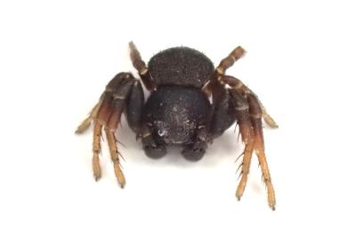 <i>Ozyptila claveata</i>