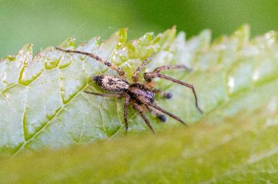 <i>Anyphaena accentuata</i>