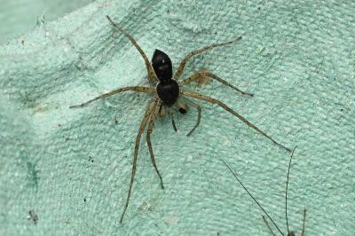 <i>Philodromus dispar</i>