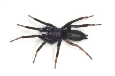 <i>Drassyllus lutetianus</i>