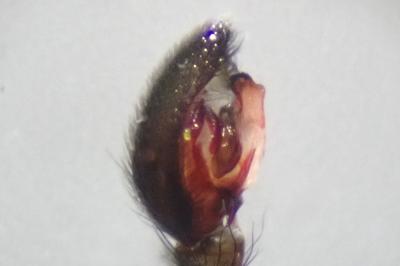 <i>Drassyllus lutetianus</i>