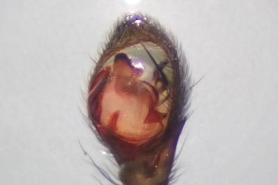 <i>Drassyllus lutetianus</i>