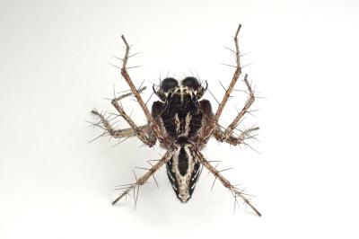 <i>Oxyopes heterophthalmus</i>