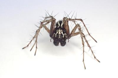 <i>Oxyopes heterophthalmus</i>