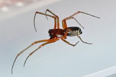 <i>Frontinellina frutetorum</i>